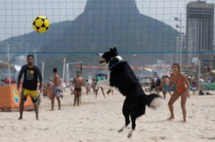 Video. Meet Floki: The dog who became viral for his crazy volleyball skills