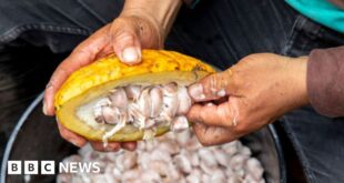 Chocolate makers stoke boom for Indian cocoa beans