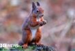 Conservationists turn to AI in battle to save red squirrels