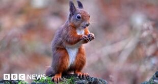 Conservationists turn to AI in battle to save red squirrels