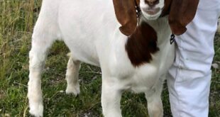 Girl, 11, wins $300K settlement from police who seized and slaughtered her pet goat