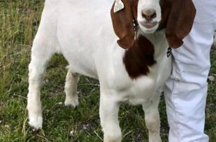 Girl, 11, wins $300K settlement from police who seized and slaughtered her pet goat