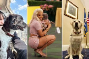 Meet the 'Nepo Pets' who earn more than you