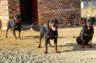 Owning two or more dogs could land you in prison - Zimbabwean city issues stern warning to residents