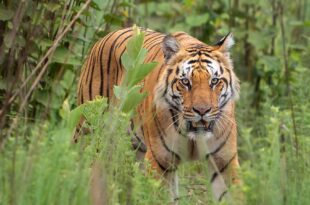 Tech Life - Tiger trackers used to spy on women - BBC Sounds