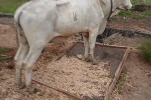 Thieves steal cows meant for a church's harvest celebration