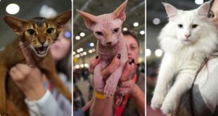 Video. Fluffy felines compete for prizes at Rome's SuperCat Show