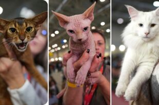 Video. Fluffy felines compete for prizes at Rome's SuperCat Show