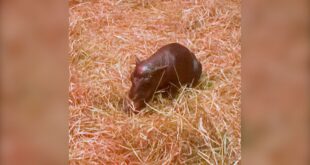 Video. Meet Haggis, an adorable newborn pygmy hippo at Edinburgh's zoo