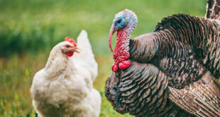 Chicken now costs N25,000 while turkey costs N130,000