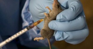 NCDC issues public advisory on Lassa Fever following rising cases