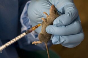 NCDC issues public advisory on Lassa Fever following rising cases