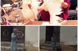 Pastor prays de@th on the person who stole his 30k Christmas fowl (video)