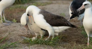 Wisdom the Albatross, 74-year-old world oldest known wild bird lays egg