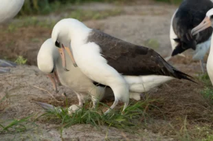 Wisdom the Albatross, 74-year-old world oldest known wild bird lays egg