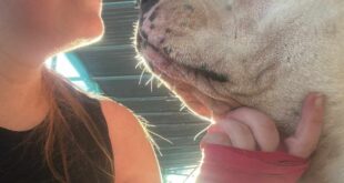 Woman unexpectedly ?falls in love? with another dog after bringing her ailing dog to Spain to live out her final days