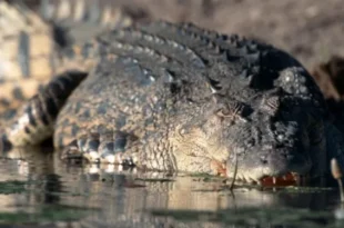 Zimbabwe Parks Authority k!lls two crocodiles after de@dly attack