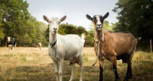 Doctor gives ex-girlfriend two goats as compensation for dumping her