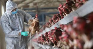 FG confirms Bird Flu outbreaks in Kano