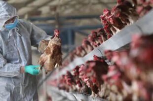 FG confirms Bird Flu outbreaks in Kano