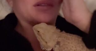 John Legend and wife Chrissy Teigen take refuge from LA wildfires in a hotel with their four kids, four dogs and pet bearded dragon