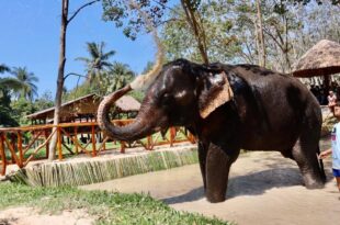 Tourist, 22,  k!lled by elephant in front of boyfriend in Thai sanctuary